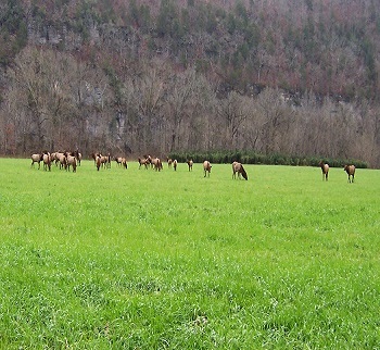 Elk in Boxley Valley